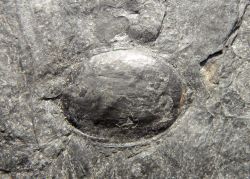 Carpoliyhus sp.